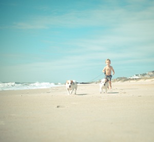 dogs on the beach...